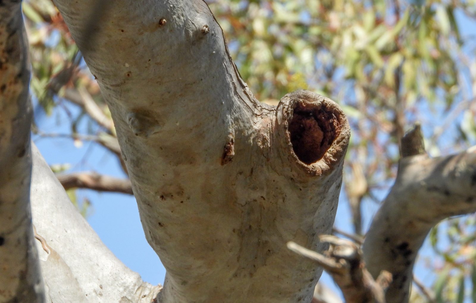 Tree hollow in a eucalyptus branch