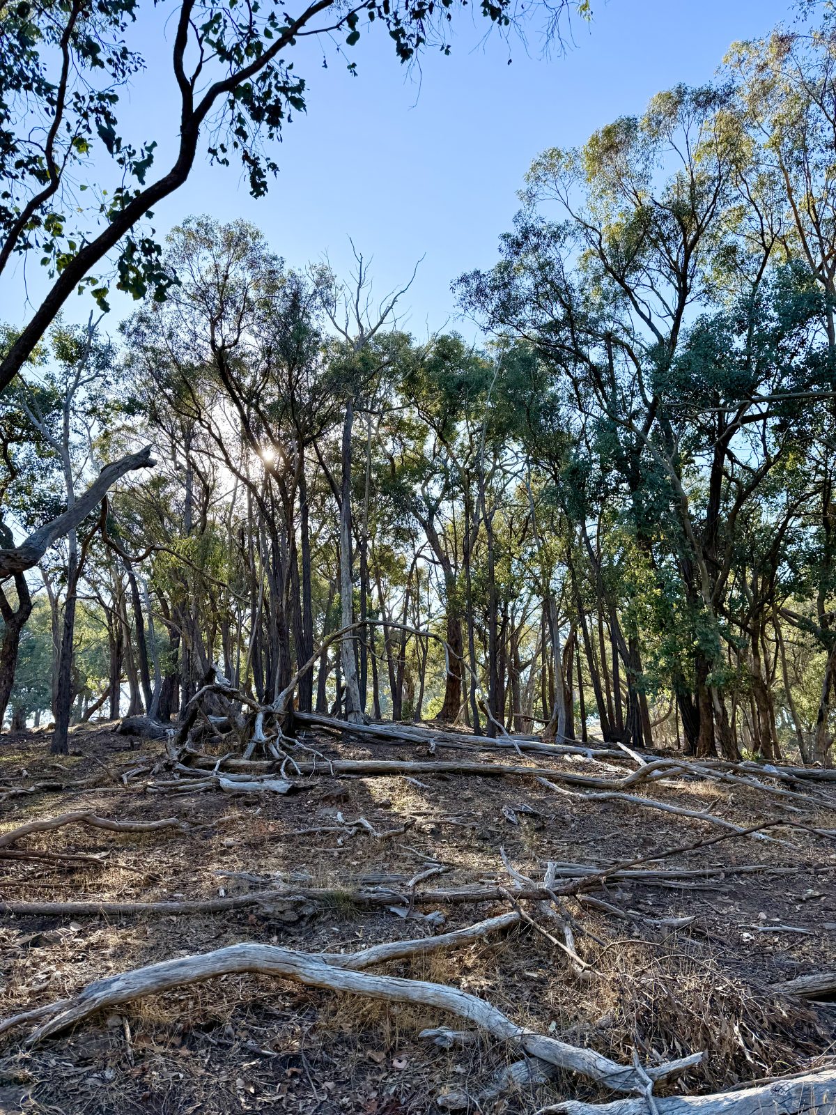 The Value of Fallen Timber in our Ecosystems – Parklands Albury Wodonga