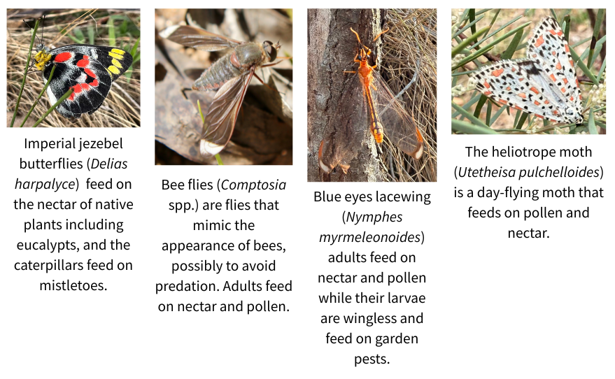 Wonderful Wasps and other Pollinators – Parklands Albury Wodonga